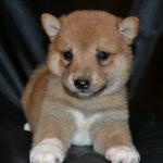 shiba inu puppy for sale 