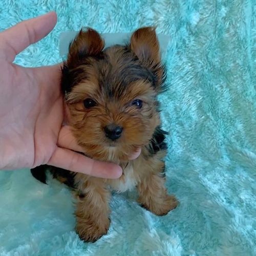 Male Yorkie puppy looking for good and loving