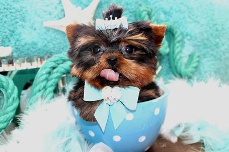 Adorable tea cup yorkie puppies