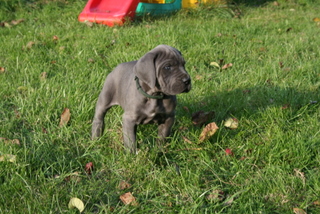 Great Dane Blue Puppies