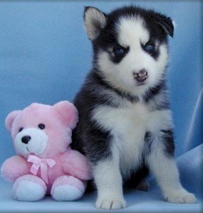 Blue eyes siberian husky puppy