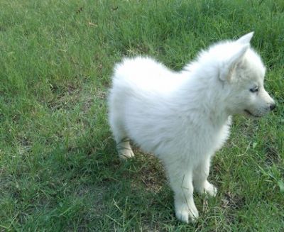 Siberian Husky Puppies Ready Now!!