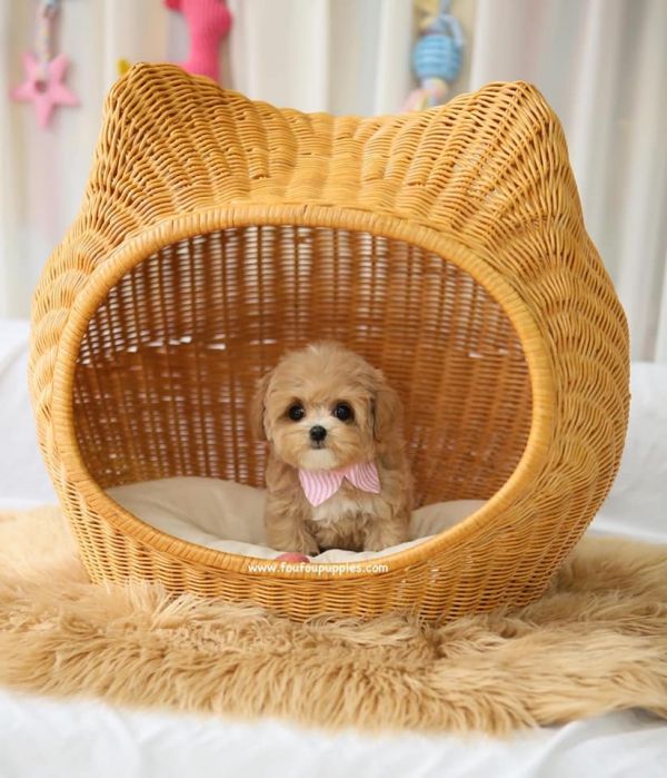 Sweet Toy Poodle puppies for adoption