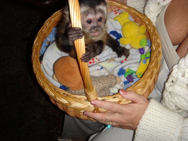 Baby Capuchin  Monkeys For Adoption (302) 585-3945