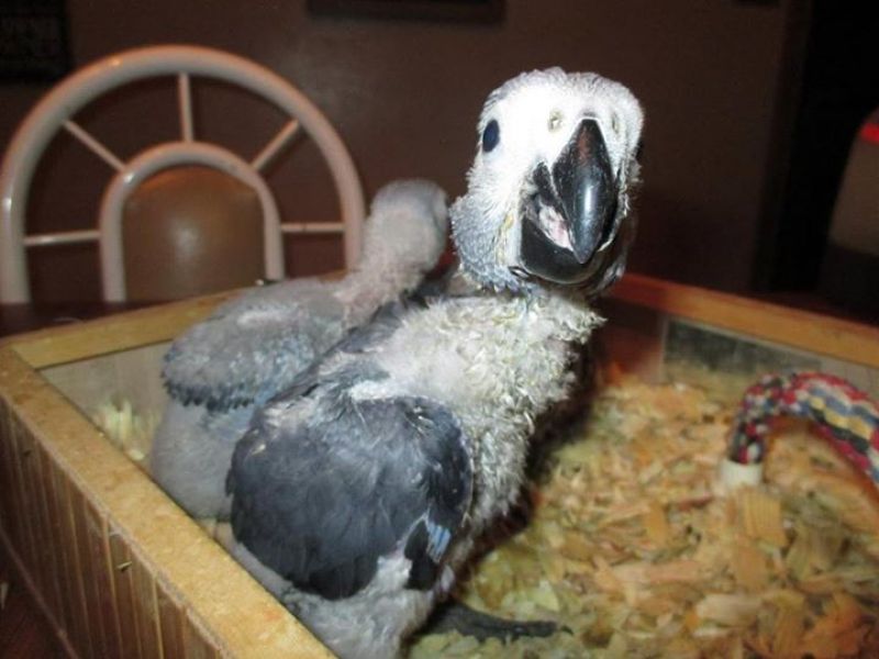 African grey parrot for sale African grey parrot for a good home