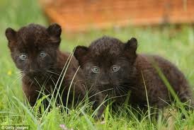 BLACK JAGUAR CUBS FOR SALE