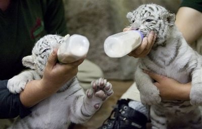 Healthy and Gorgeous Tiger Cubs 