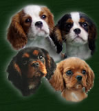 Cavalier King Charles Spaniel