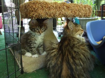 MAINE COON KITTENS