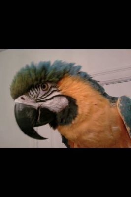 Blue and Gold  beauty female Macaw ready to meet you.