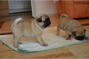 Male and a female pug puppies