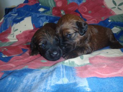 Briard - fawn and black puppies