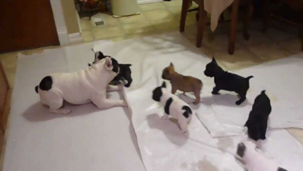 Help rehome these French bulldog puppies