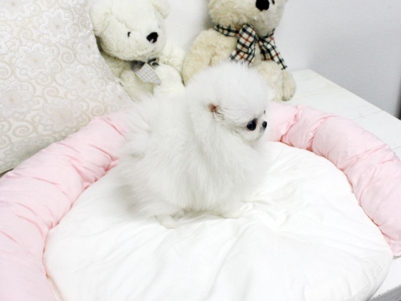 Adorable Male and female Teacup Pomeranian Puppies for good Home