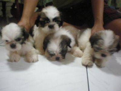 Shit Tzu Pupppies for Adoption (845-580-9018)