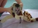   Healthy Baby Capuchin,Squirrel,Spider and Marmoset monkeys