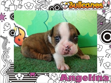The Most Beautiful Puppies BULLCANES Bulldog