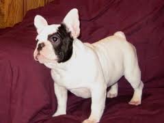 Two Gorgeous French Bulldog Puppies for adoption