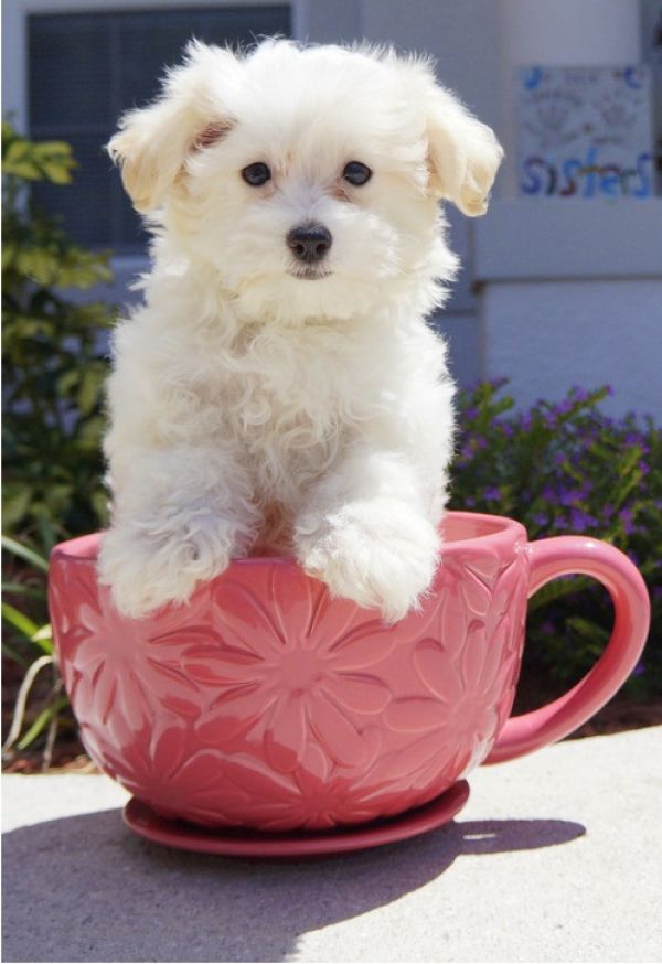 Lovely teacup maltese puppy for free adoption