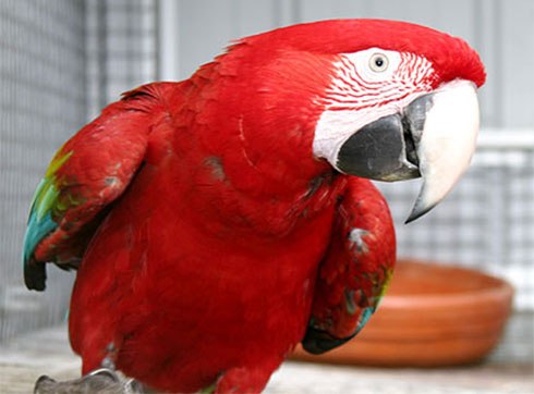  Beautiful And Intelligent Green Winged Macaws Parrots
