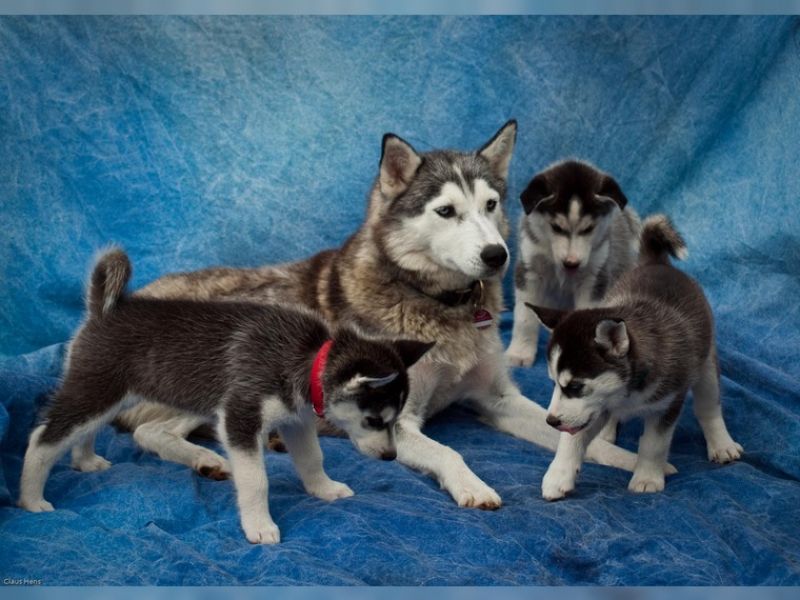 Male and  Female  Male Siberian husky puppies! 