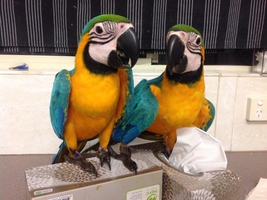Blue and Gold Macaw parrots ready