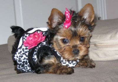 Extremely cute teacup Yorkie puppies available for re homing
