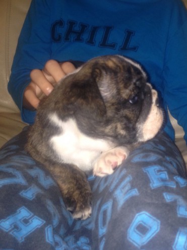 Bulldog Pups Out  adoption