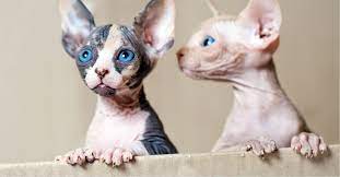 Sphynx and Bengal  kittens available for adoption