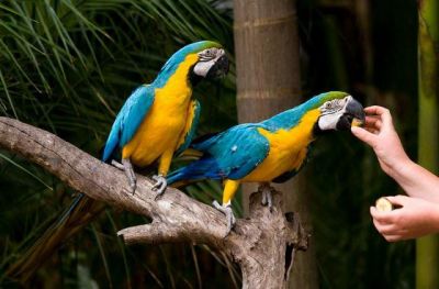 Well trained blue and gold macaw birds available