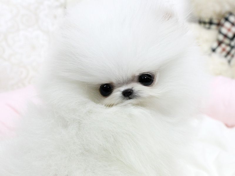 Adorable Male and female Teacup Pomeranian Puppies for good Home