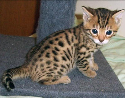  lovely Bengal kitten for adoption.