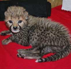 MALE AND FEMALE CHEETAH CUBS FOR SALE ALL HOME RAISED BY MY FAMILLY