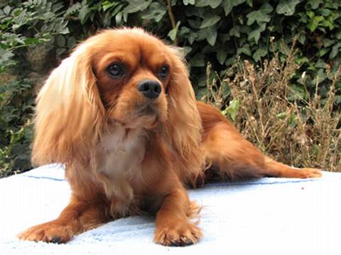 Cavalier King Charles Spaniel puppies with pedigree from SK kennel