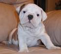 lovely English bull puppy for adoption 