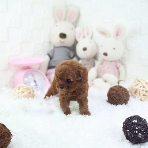 Micro Poodle puppies available..