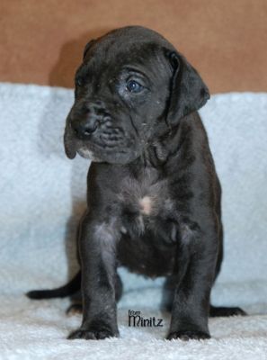 Great Dane dog kennel From Minitz FCI