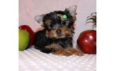 We have two beautiful Yorkie puppies, (647) 793-3114