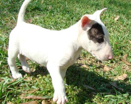 Bull  Terrier Puppies For Sale  