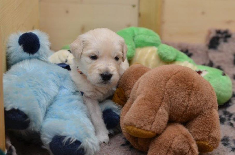 Golden Retriever puppies with pedigree