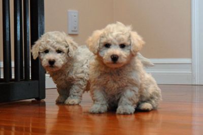Two White Bichon Frise Puppies for Sale