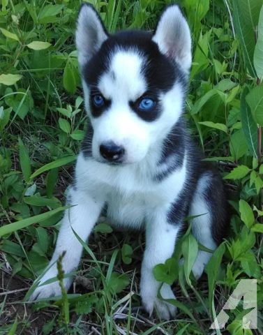 Blue Eyes Siberian Husky Puppies