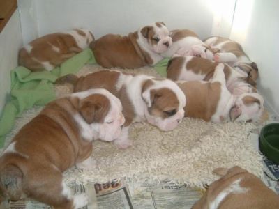 Charming English Bulldog Puppies for adoption 