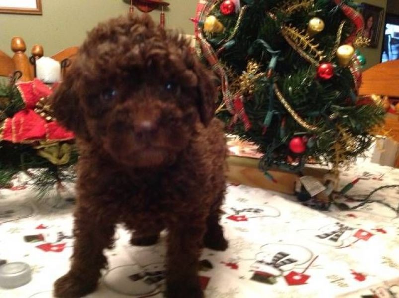 Toy Poodle Puppies For Sale