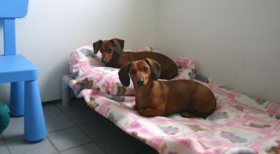 DOG Boarding, CAT Boarding, Pet GROOMING at...  MANOIR KANISHA