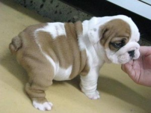 AKC REGISTERED ENGLISH BULLDOG PUPPIES FOR FREE RE HOMING