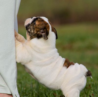 Pair of English Bull Puppies to make your family happy 