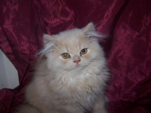 CFA SHOW AND PET QUALITY PERSIANS KITTENS