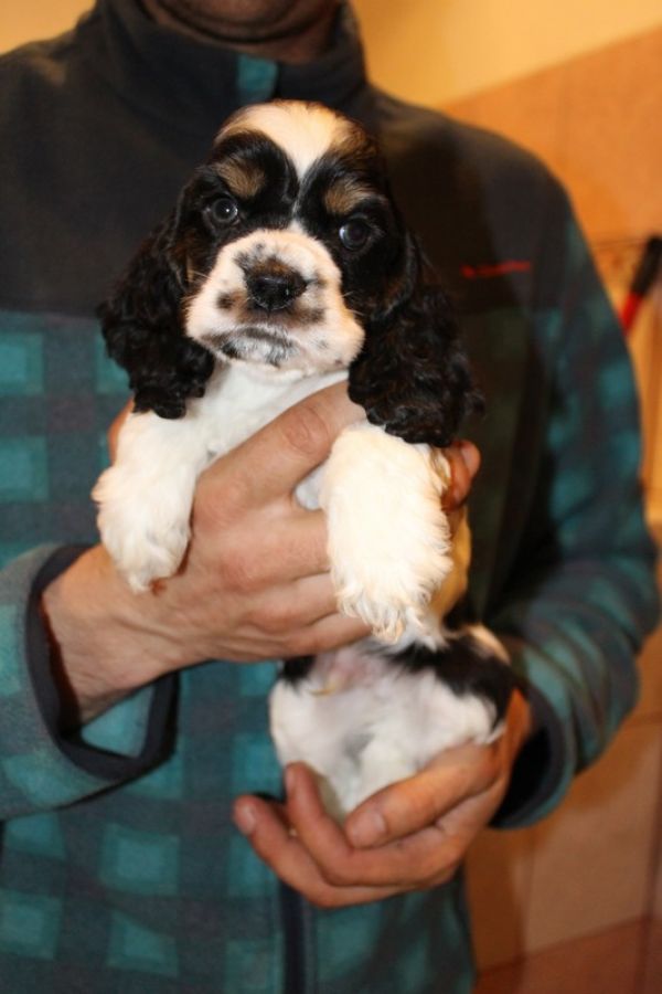 American Cocker Spaniel with pedigree