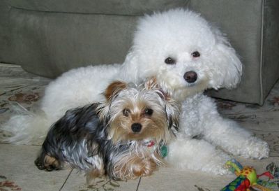 Bichon and Yorkie Lovers where dreams really do come true. 